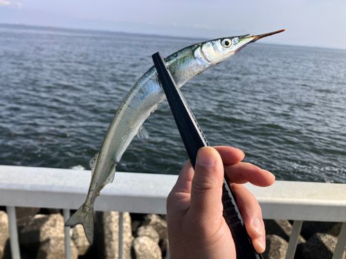 サヨリの釣果