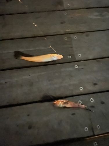 キスの釣果