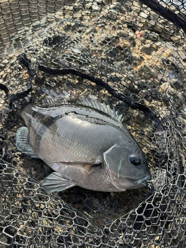 メジナの釣果
