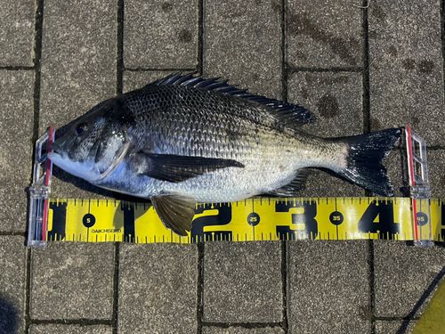 クロダイの釣果