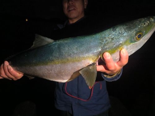 メジロの釣果