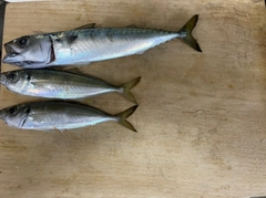 サバの釣果