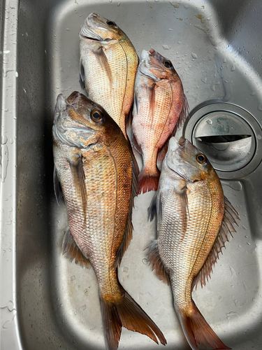 マダイの釣果