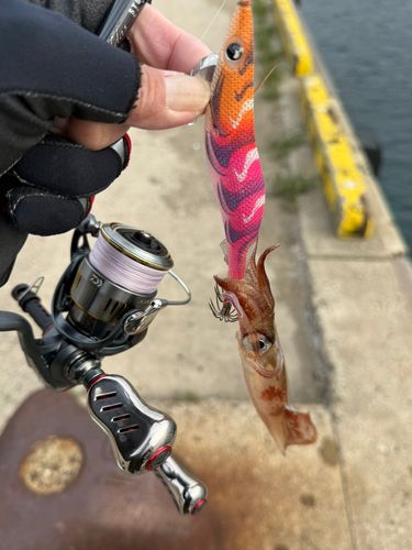 ササイカの釣果
