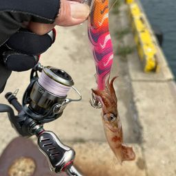 ササイカ