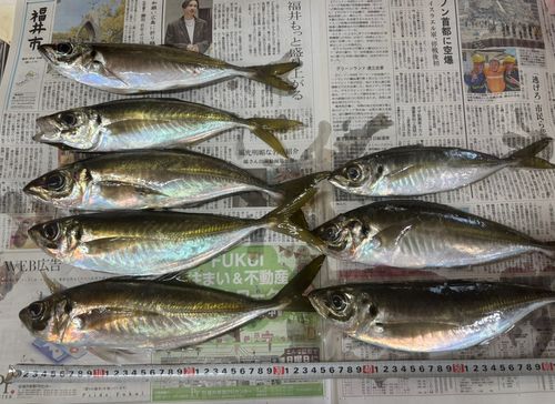 アジの釣果
