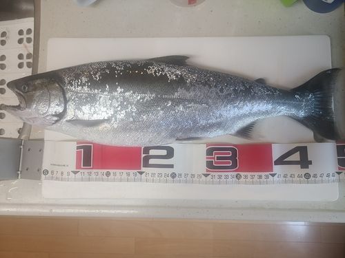 サクラマスの釣果