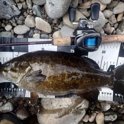 スモールマウスバス