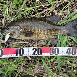 スモールマウスバス