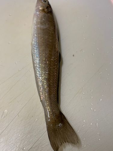 シロギスの釣果