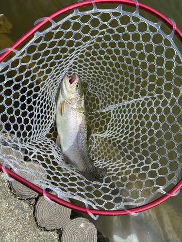 ニジマスの釣果
