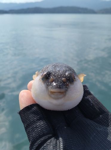 フグの釣果