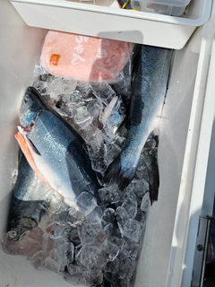 トラウトサーモンの釣果