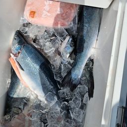 トラウトサーモン