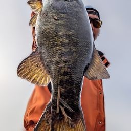 スモールマウスバス