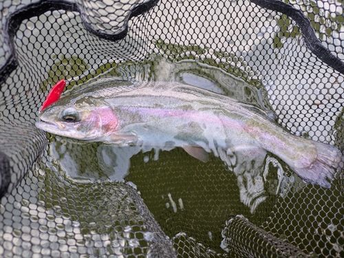 ブラウントラウトの釣果