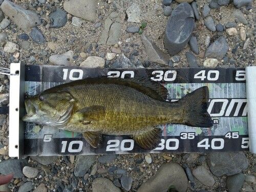 スモールマウスバスの釣果