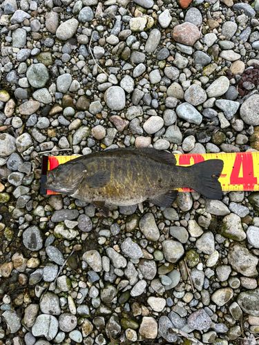 スモールマウスバスの釣果