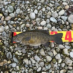 スモールマウスバス