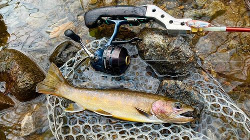 イワナの釣果