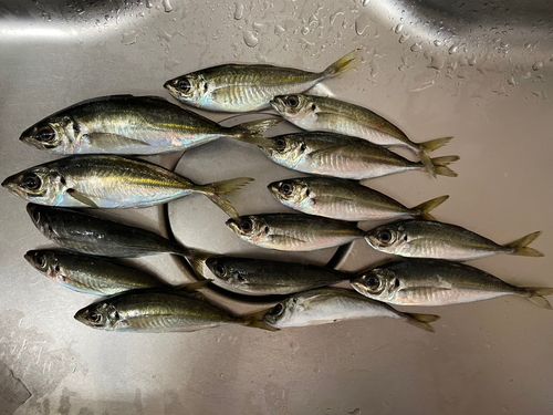アジの釣果
