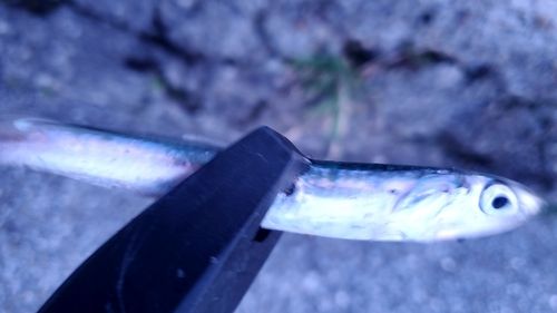 カタクチイワシの釣果