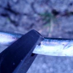 カタクチイワシ