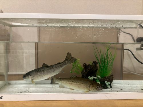 ニジマスの釣果
