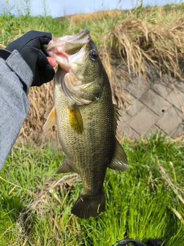 ラージマウスバスの釣果
