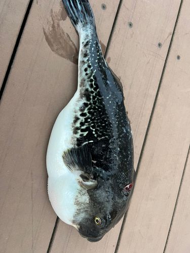 トラフグの釣果