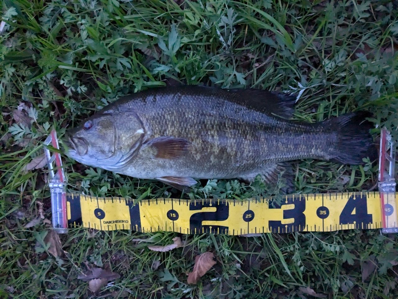 スモールマウスバス