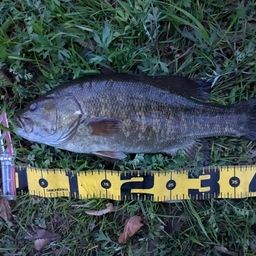 スモールマウスバス