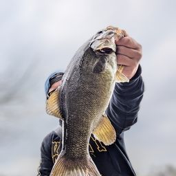 スモールマウスバス