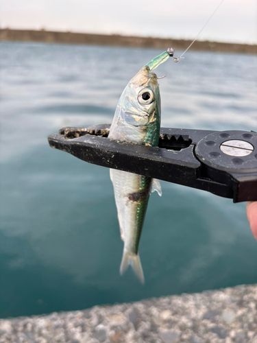 サッパの釣果