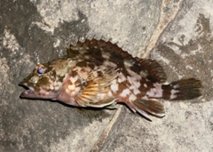 カサゴの釣果