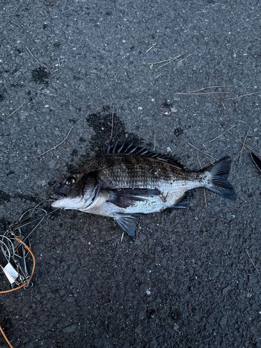 クロダイの釣果