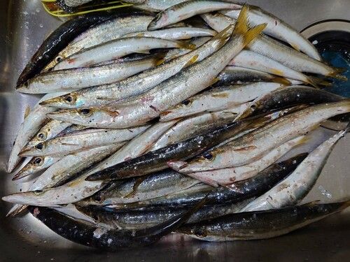 カマスの釣果