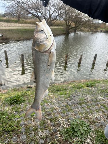 ハクレンの釣果