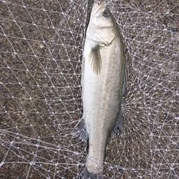 フッコ(マルスズキ)