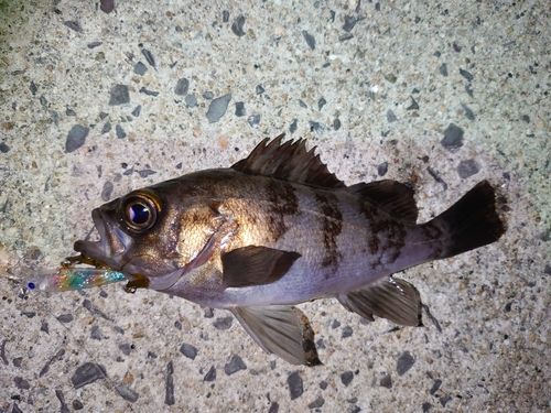 メバルの釣果