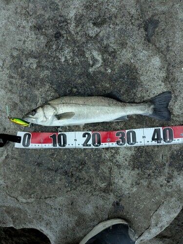 セイゴ（タイリクスズキ）の釣果