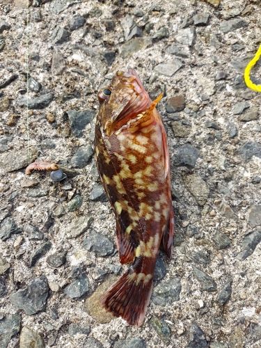 カサゴの釣果