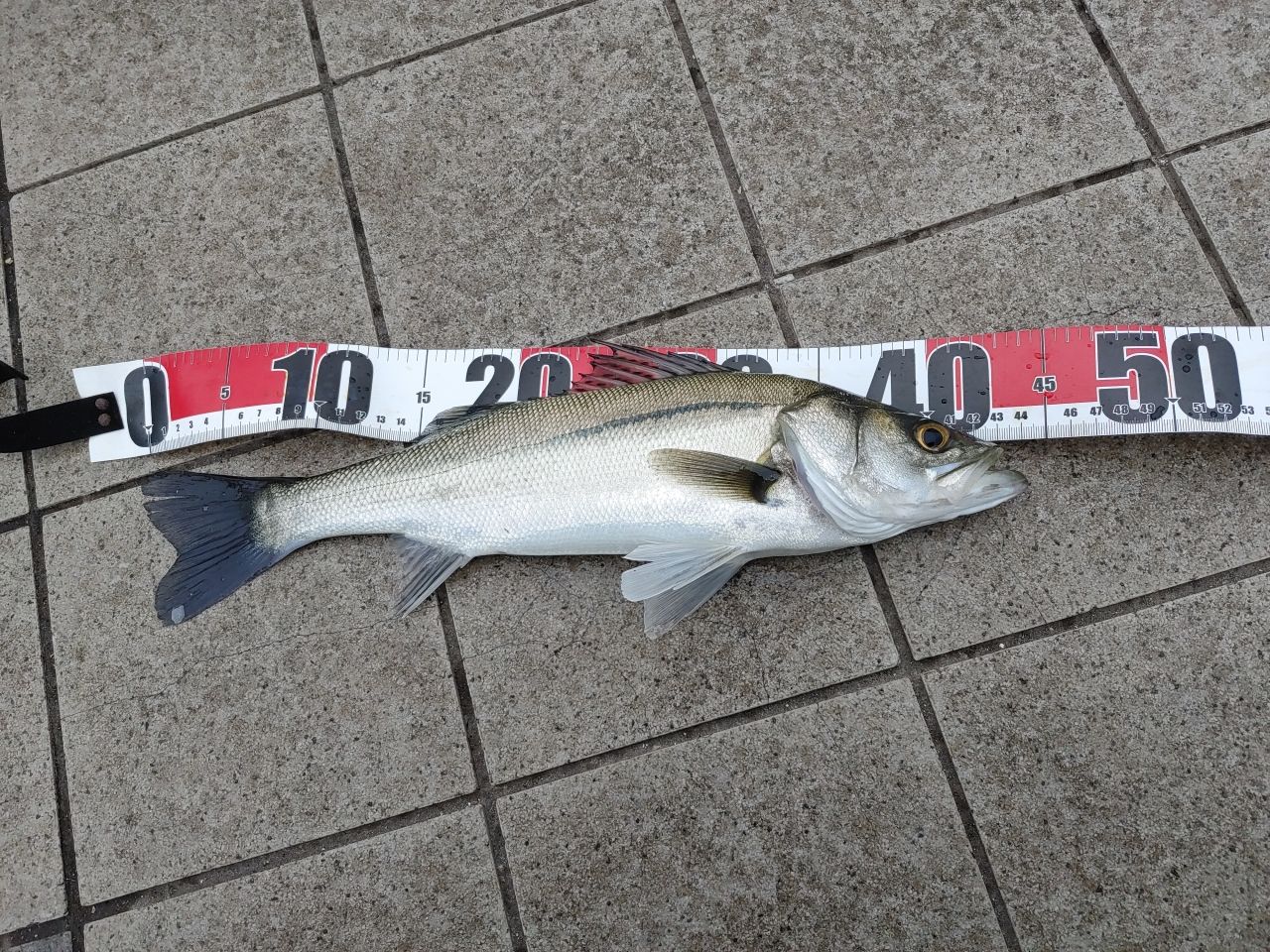 セイゴ（マルスズキ）