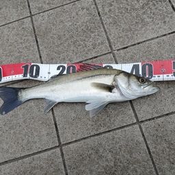 セイゴ（マルスズキ）