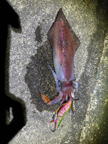 アカイカの釣果