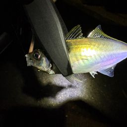 アジ