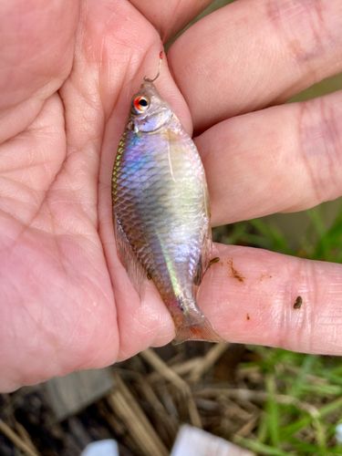 タイリクバラタナゴの釣果