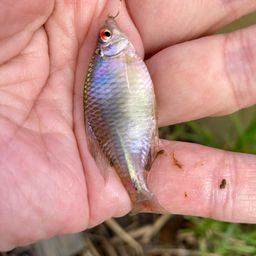 タイリクバラタナゴ