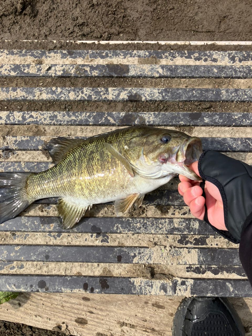 スモールマウスバス