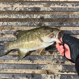 スモールマウスバス